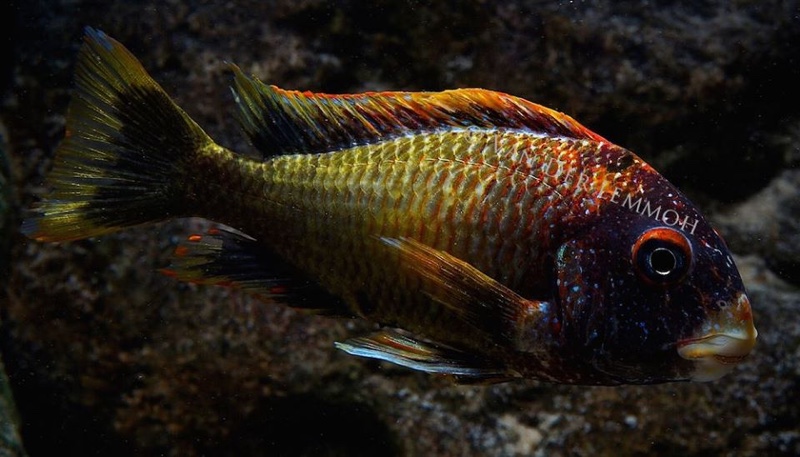 Tropheus moorii 'Kalambo Lodge' Kushangaza